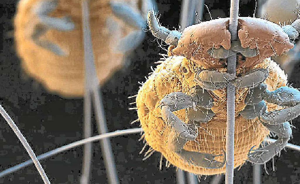 Flea outbreaks Flea outbreaks